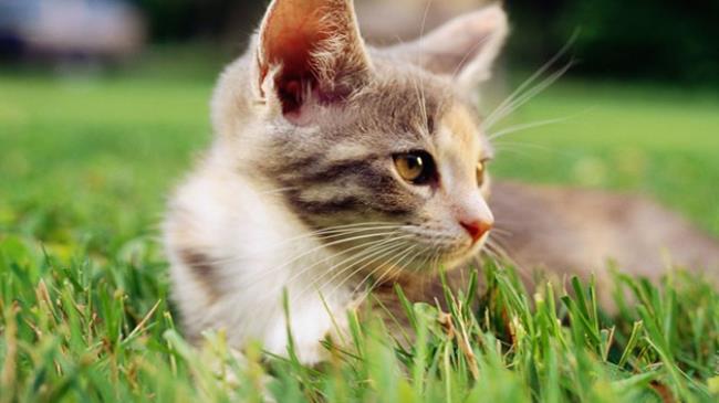 猫三联每年都要打吗