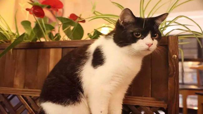 猫尾巴骨折能自愈吗