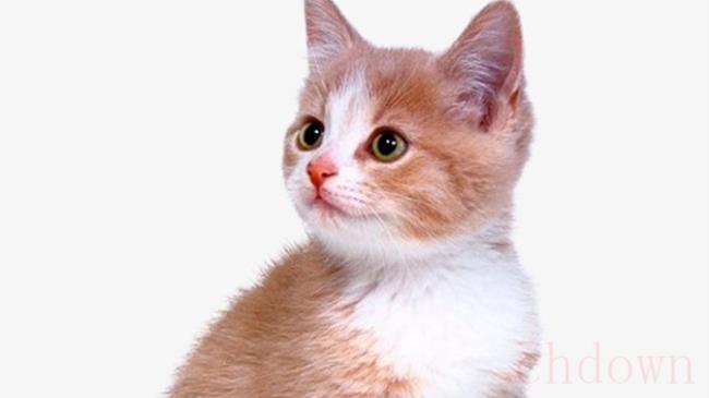 小猫到新家拉稀会持续多长时间