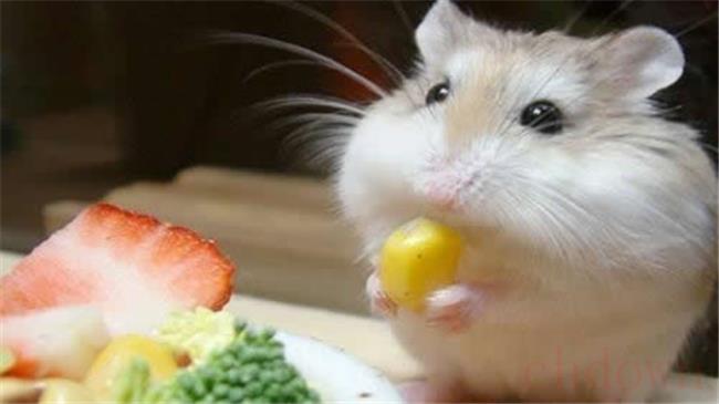 仓鼠能吃蓝莓吗