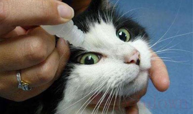 猫最容易得的致死病