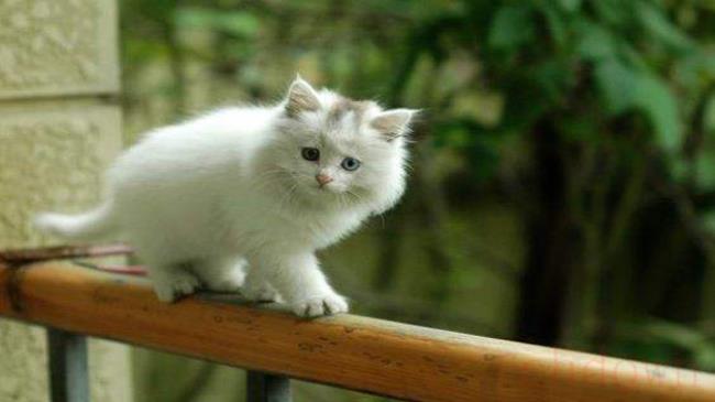 猫癣多久能好