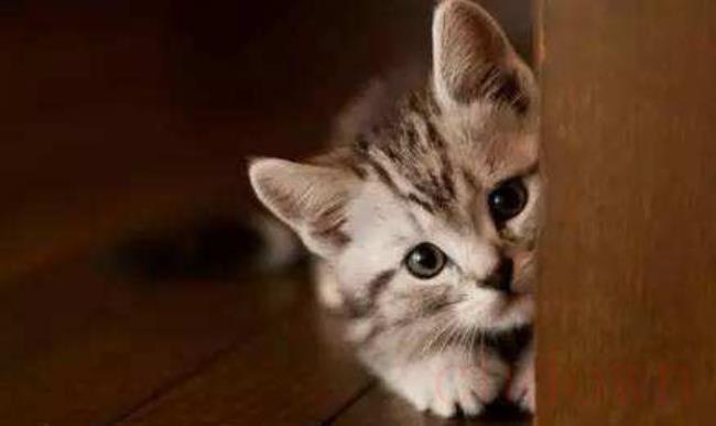 猫为啥老想进卧室