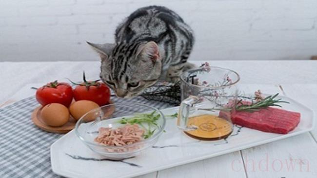 春天猫咪食欲下降怎么办