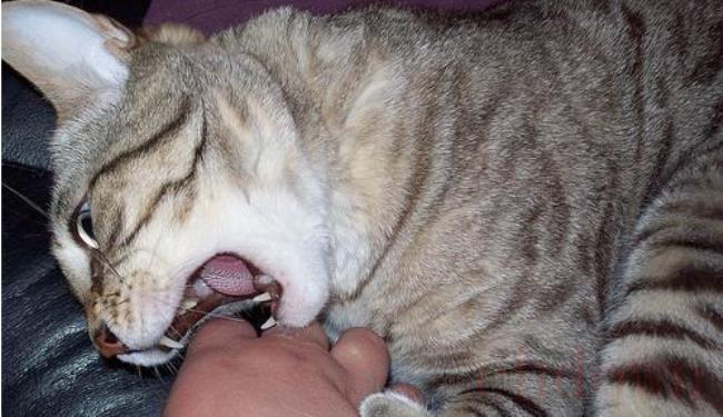 猫咬伤怎么处理