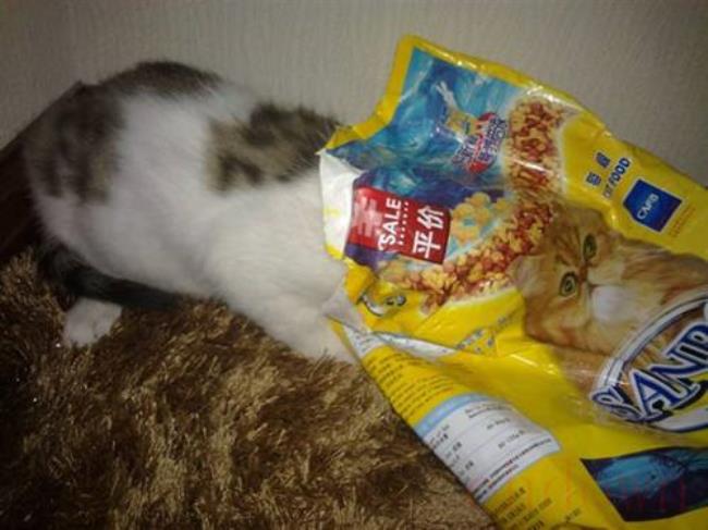 猫换粮拉稀会自愈吗