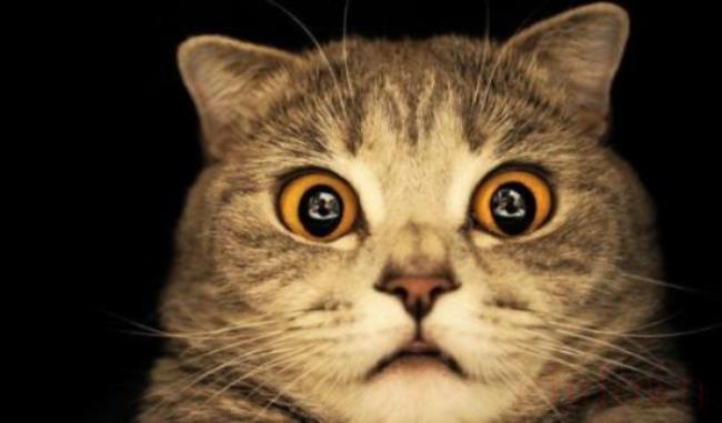 猫粮10克是多少粒