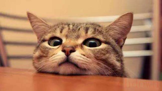 猫吐是怎么回事