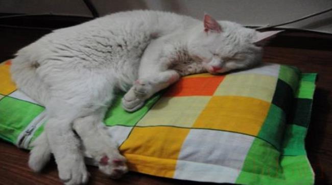 小猫身体发凉还有救吗