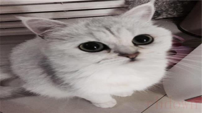 渐层猫好养吗
