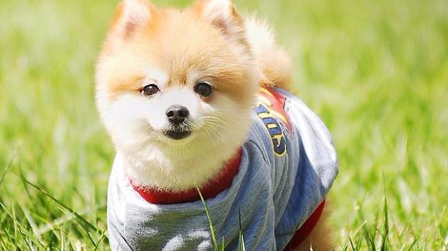 狗狗水泡出来多久会生产