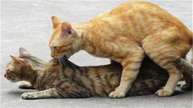 陌生猫怎么快速配种