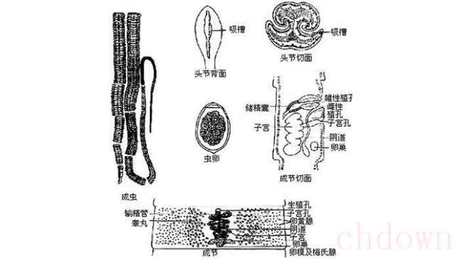 猫绦虫严重吗