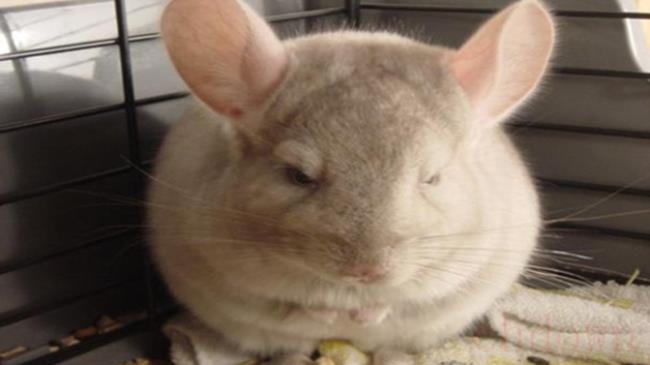 如何饲养龙猫