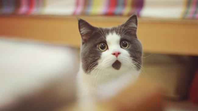 猫到底可不可以吹风扇