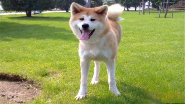 柴犬秋田犬区别