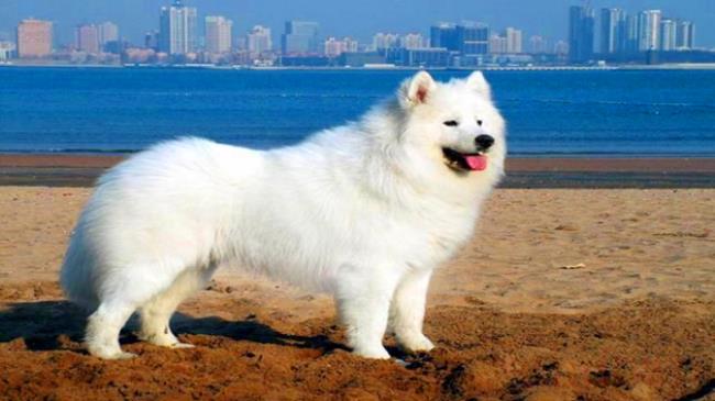 狗拉黑色稀屎的原因是什么