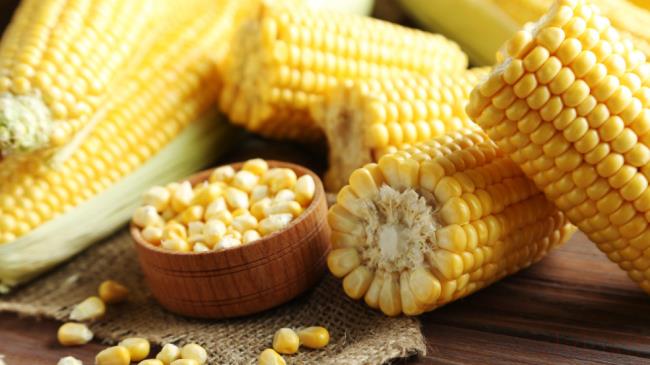 玉米粒做鱼饵方法是什么