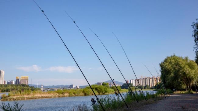 冬季野河鲤鱼藏在什么地方