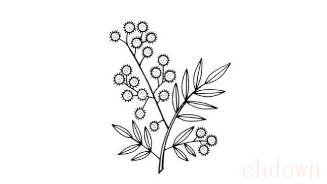 含羞草,植物,简笔画