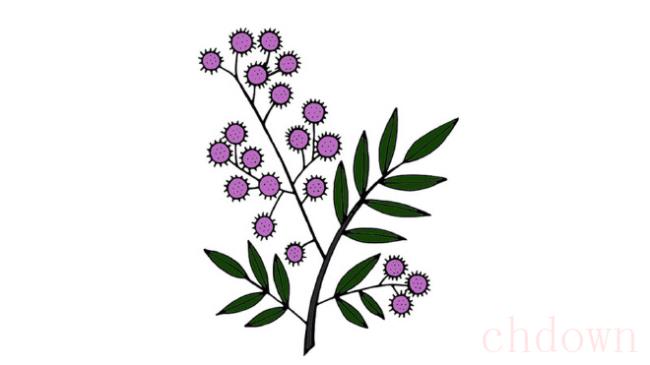 含羞草,植物,简笔画