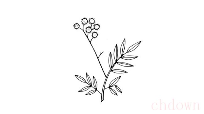 含羞草,植物,简笔画