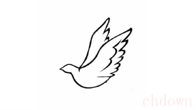 和平鸽简笔画的步骤