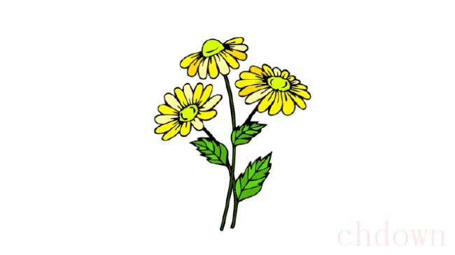 雏菊,植物,简笔画