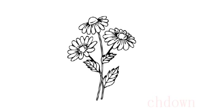 雏菊,植物,简笔画
