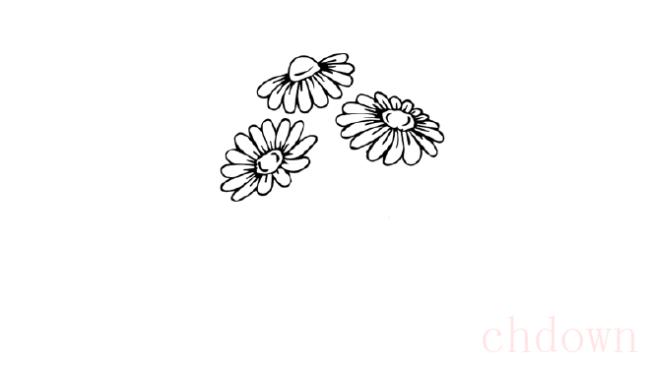 雏菊,植物,简笔画