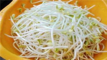 绿豆芽的生长过程