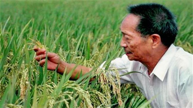 袁隆平,杂交水稻之父,生活常识