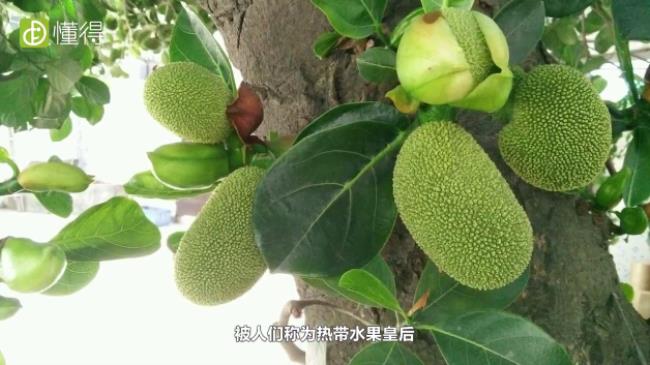 水果,菠萝蜜,生活常识