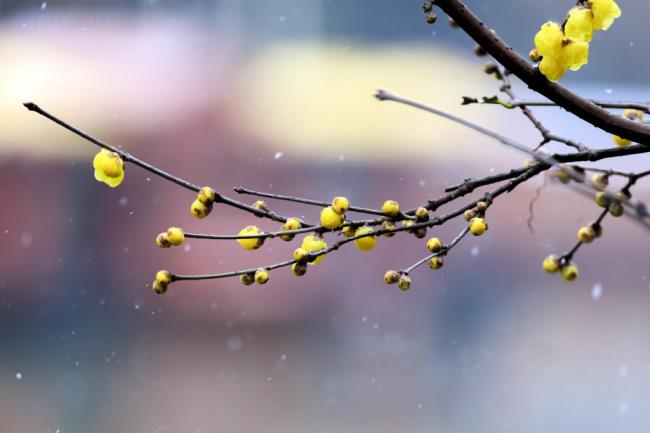 小雪节气有什么含义