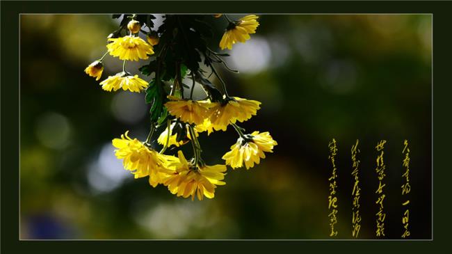 重阳节,传统节日,重阳习俗