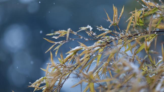 小雪节气应该注意什么