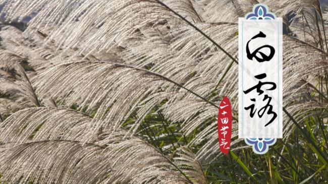 蒹葭苍苍白露为霜是什么意思