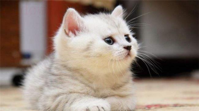 十二生肖里没有猫的原因