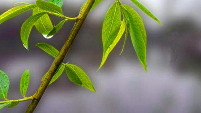 清明节,传统节日,清明节忌讳