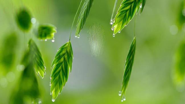谷雨养生常识