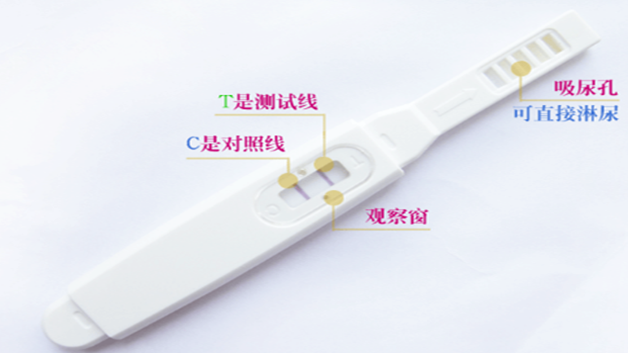 验孕棒怎么用