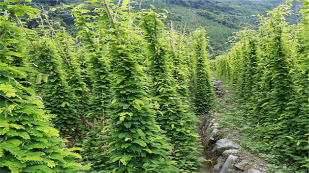 护草先锋啥意思