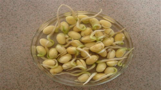 黄豆发豆芽的方法