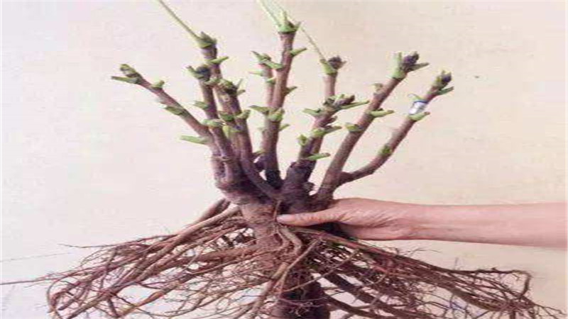 芍药根块怎么种植