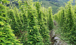 吃鸡里面的护草先锋啥意思