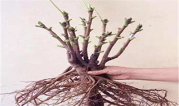 芍药根块如何种植