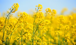 油菜花怎么拍