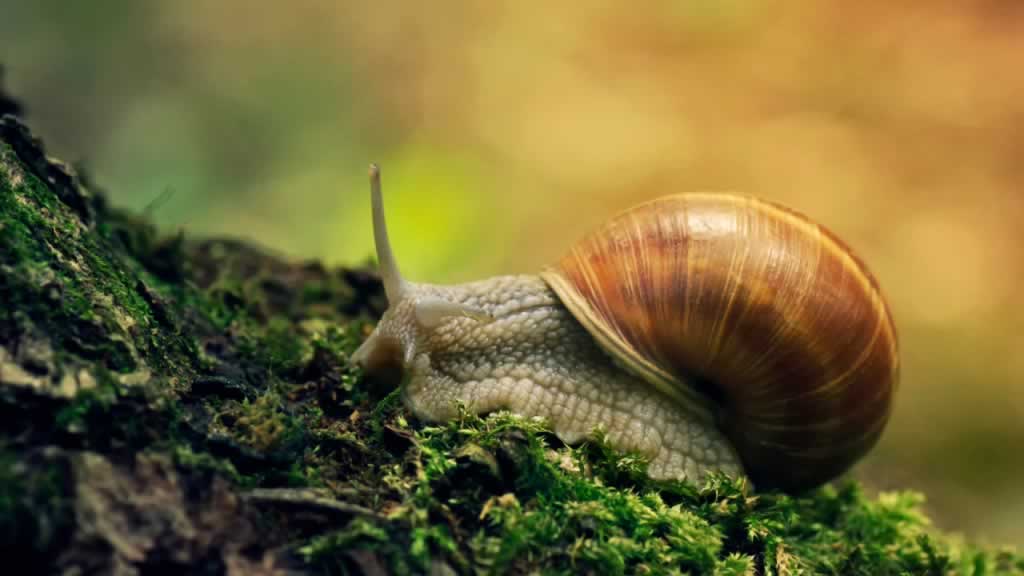 蜗牛,无脊椎生物