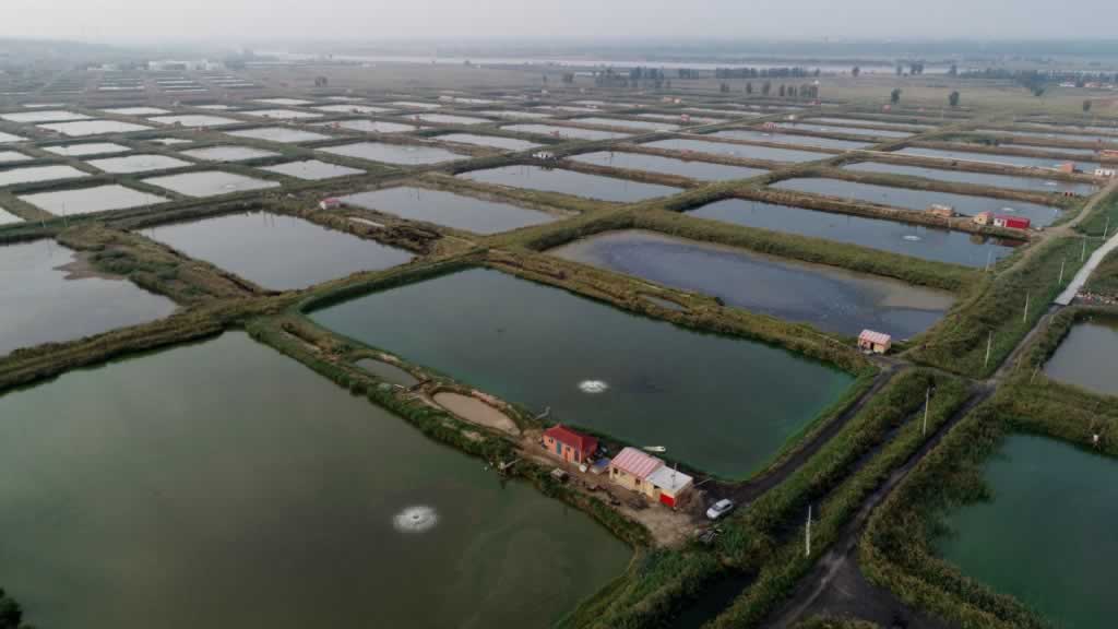 草魚,草魚養殖,魚塘