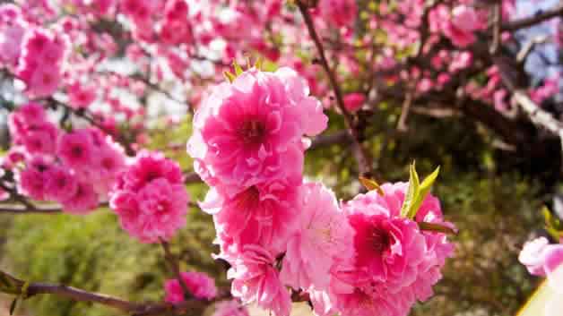 美丽的花